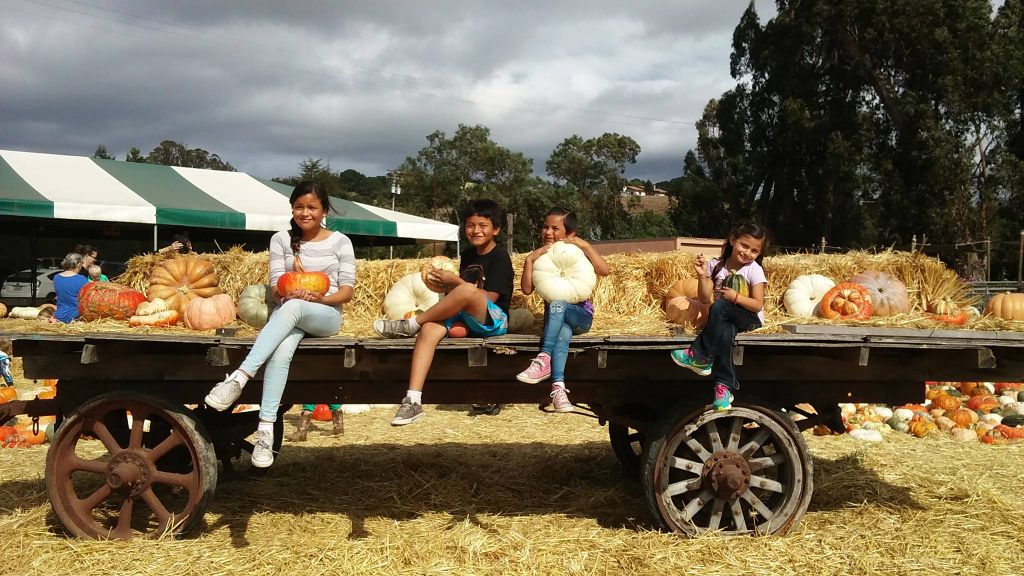 Picking Pumpkins 2015